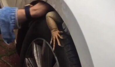 Şaşkına çeviren görüntü! Otomobilin ön tekerine giren iguana, güçlükle çıkarıldı
