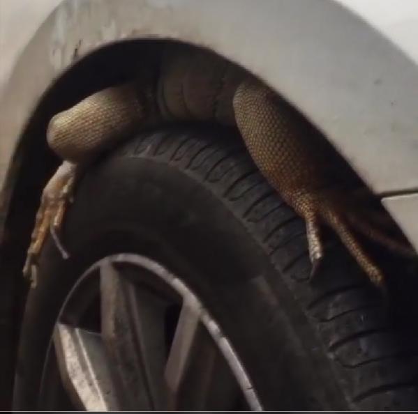 Şaşkına çeviren görüntü! Otomobilin ön tekerine giren iguana, güçlükle çıkarıldı