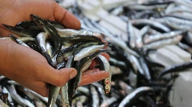 Son Dakika: İstanbul Boğazı ve Karadeniz’deki hamsi avı yasağı 7 Şubat’a kadar uzatıldı
