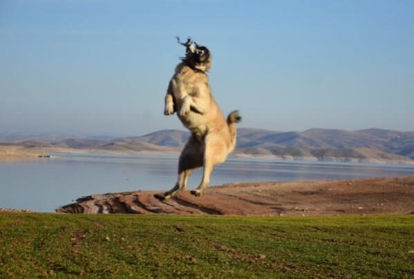 Kangal köpeğinin, 5 metre yüksekteki dronu kapma anı kamerada