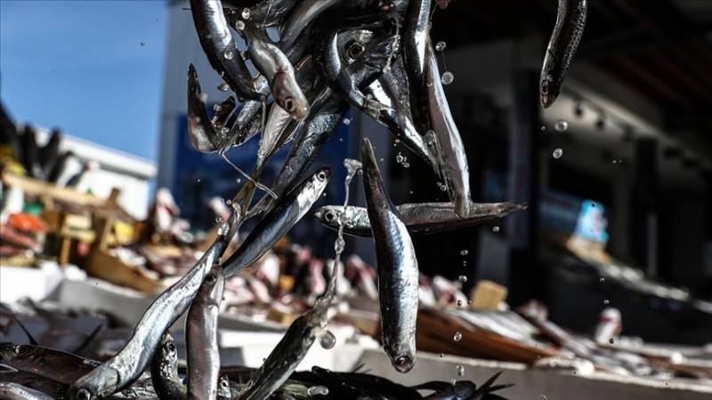 Marmara’da ‘balığın kulağına kar suyu kaçtı’