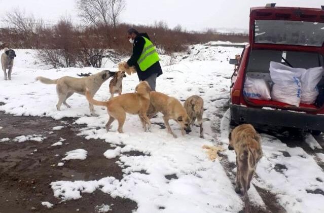 Sungurlu Belediyesi sokak hayvanlarını unutmadı
