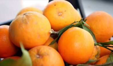 Türkiye’nin turunçgil ihracatı ocakta 128 milyon dolar oldu