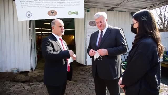 Ukrayna Büyükelçisi Andrii Sybiha, Aydın’da deve çiftliğini ziyaret etti