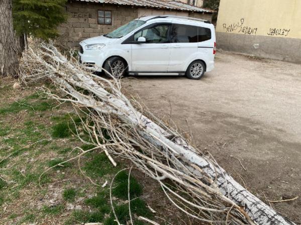 Rüzgarın devirdiği ağaç, otomobilde hasara neden oldu