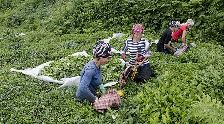 Yüksek riskli Karadeniz’de çay hasatı dönemi yaklaşıyor: 100 bin kişi gelecek