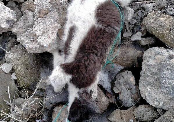 Van Çaldıran’da metruk binada çok sayıda köpek ölüsü bulundu