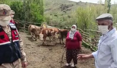 Sivas’ta besicinin kaybolan 20 büyükbaş hayvanını jandarma ekipleri buldu