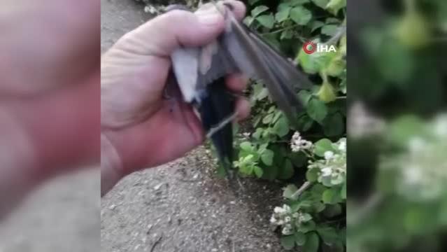 Bursa'da bir çiftçi çalılara takılan kuşu kurtardı
