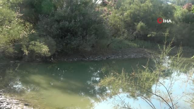 Son dakika gündem: Manavgat'ta çamura dönen göletlerde balık ölümleri