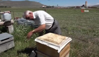 Kuraklık nedeniyle arıların geleceği tehlike altında