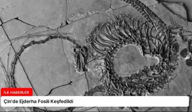 Çin’de Ejderha Fosili Keşfedildi