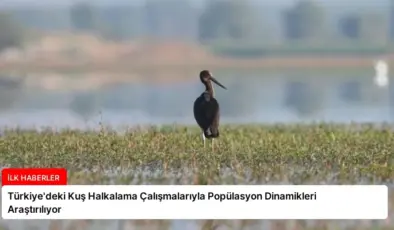Türkiye’deki Kuş Halkalama Çalışmalarıyla Popülasyon Dinamikleri Araştırılıyor