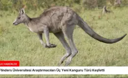 Flinders Üniversitesi Araştırmacıları Üç Yeni Kanguru Türü Keşfetti