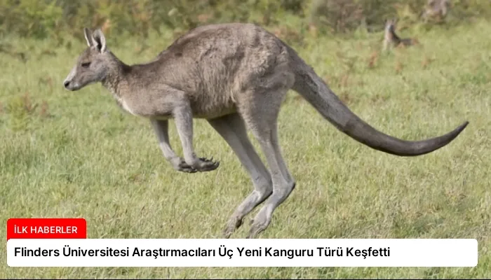 Flinders Üniversitesi Araştırmacıları Üç Yeni Kanguru Türü Keşfetti