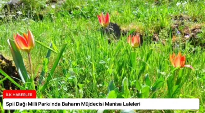 Spil Dağı Milli Parkı’nda Baharın Müjdecisi Manisa Laleleri