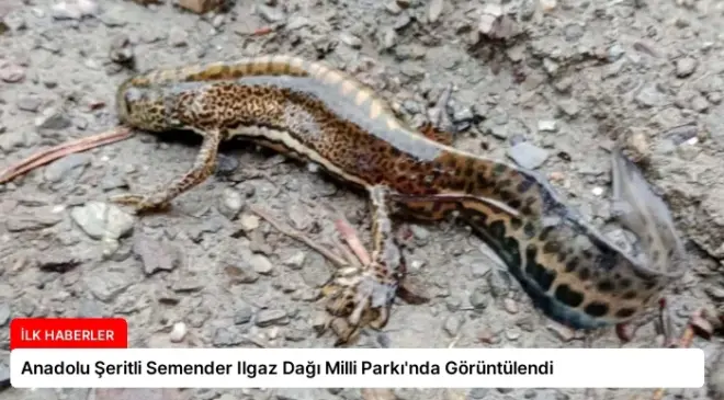 Anadolu Şeritli Semender Ilgaz Dağı Milli Parkı’nda Görüntülendi