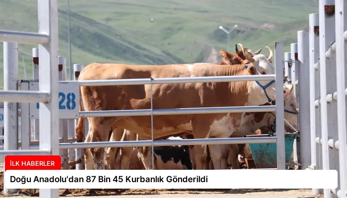 Doğu Anadolu’dan 87 Bin 45 Kurbanlık Gönderildi