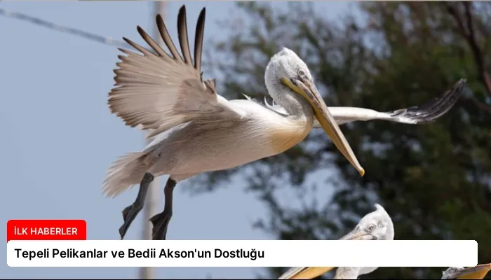 Tepeli Pelikanlar ve Bedii Akson’un Dostluğu