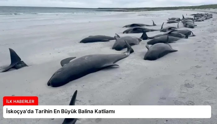 İskoçya’da Tarihin En Büyük Balina Katliamı