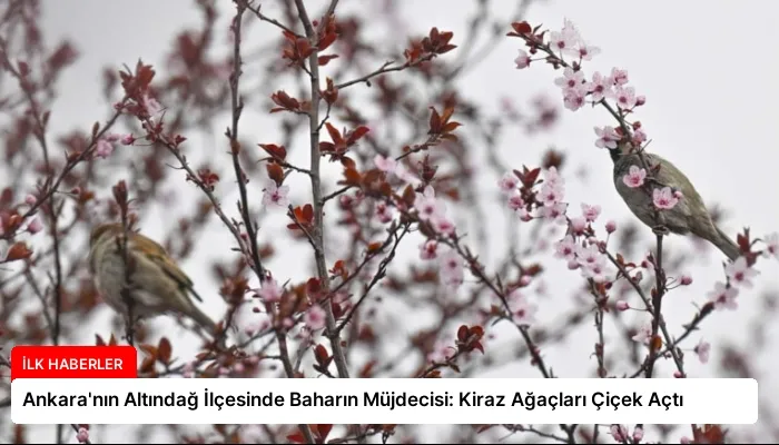 Ankara’nın Altındağ İlçesinde Baharın Müjdecisi: Kiraz Ağaçları Çiçek Açtı