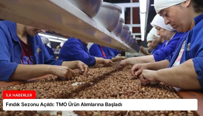 Fındık Sezonu Açıldı: TMO Ürün Alımlarına Başladı