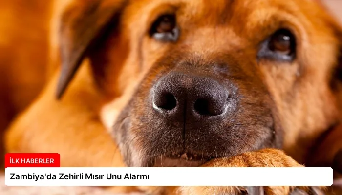 Zambiya’da Zehirli Mısır Unu Alarmı