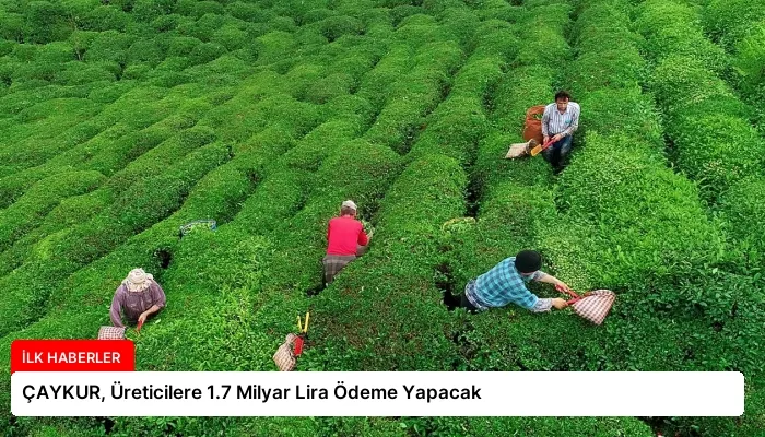 ÇAYKUR, Üreticilere 1.7 Milyar Lira Ödeme Yapacak