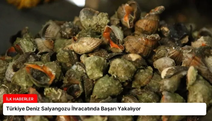 Türkiye Deniz Salyangozu İhracatında Başarı Yakalıyor
