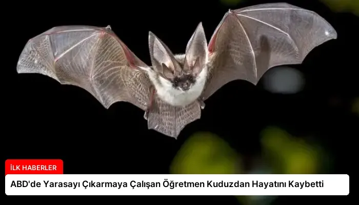 ABD’de Yarasayı Çıkarmaya Çalışan Öğretmen Kuduzdan Hayatını Kaybetti