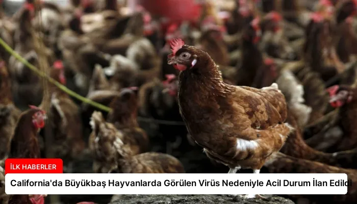 California’da Büyükbaş Hayvanlarda Görülen Virüs Nedeniyle Acil Durum İlan Edildi
