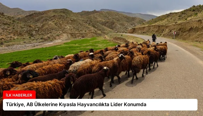 Türkiye, AB Ülkelerine Kıyasla Hayvancılıkta Lider Konumda
