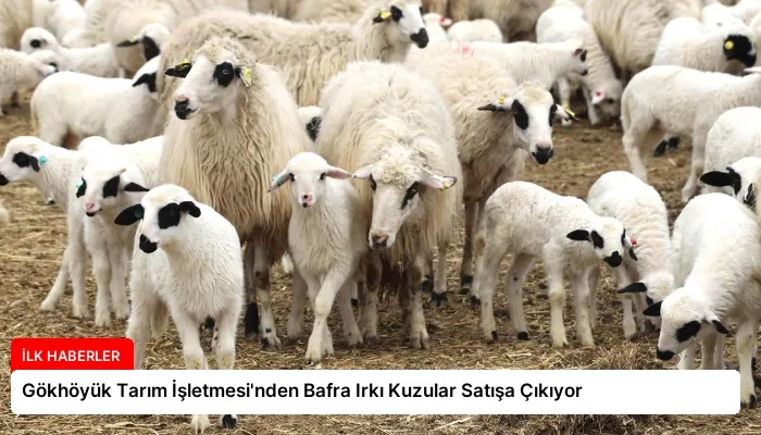 Gökhöyük Tarım İşletmesi’nden Bafra Irkı Kuzular Satışa Çıkıyor
