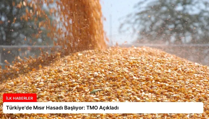 Türkiye’de Mısır Hasadı Başlıyor: TMO Açıkladı
