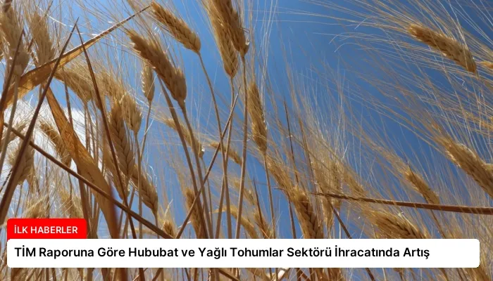 TİM Raporuna Göre Hububat ve Yağlı Tohumlar Sektörü İhracatında Artış