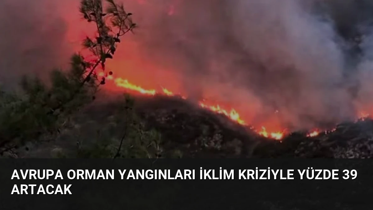Avrupa orman yangınları iklim kriziyle yüzde 39 artacak