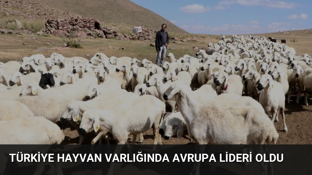 Türkiye Hayvan Varlığında Avrupa Lideri Oldu
